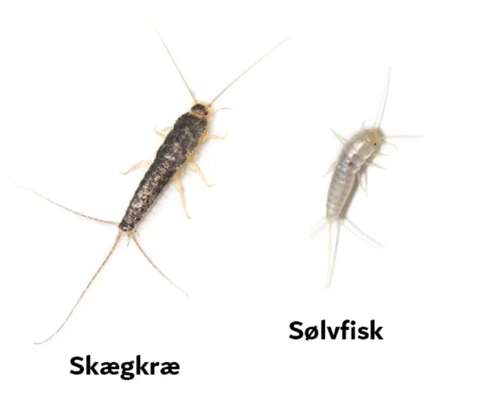 Skægkræ vs Sølvfisk