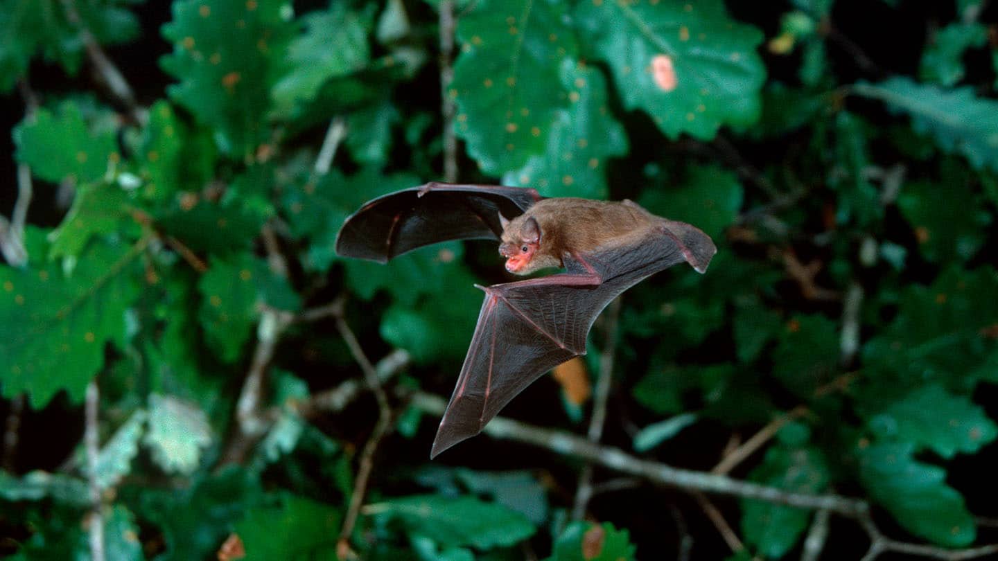 soprano pipistrelle flagermus | Nordisk Skadedyrservice
